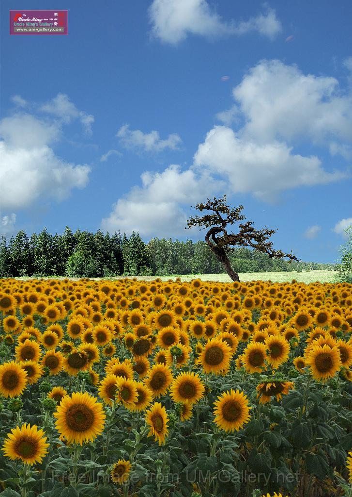 forest_tree_sunflower-composed copy.jpg